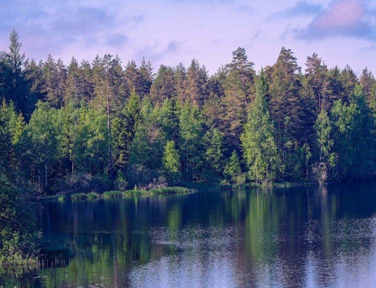 Lush green forest reflected in tranquil lake water