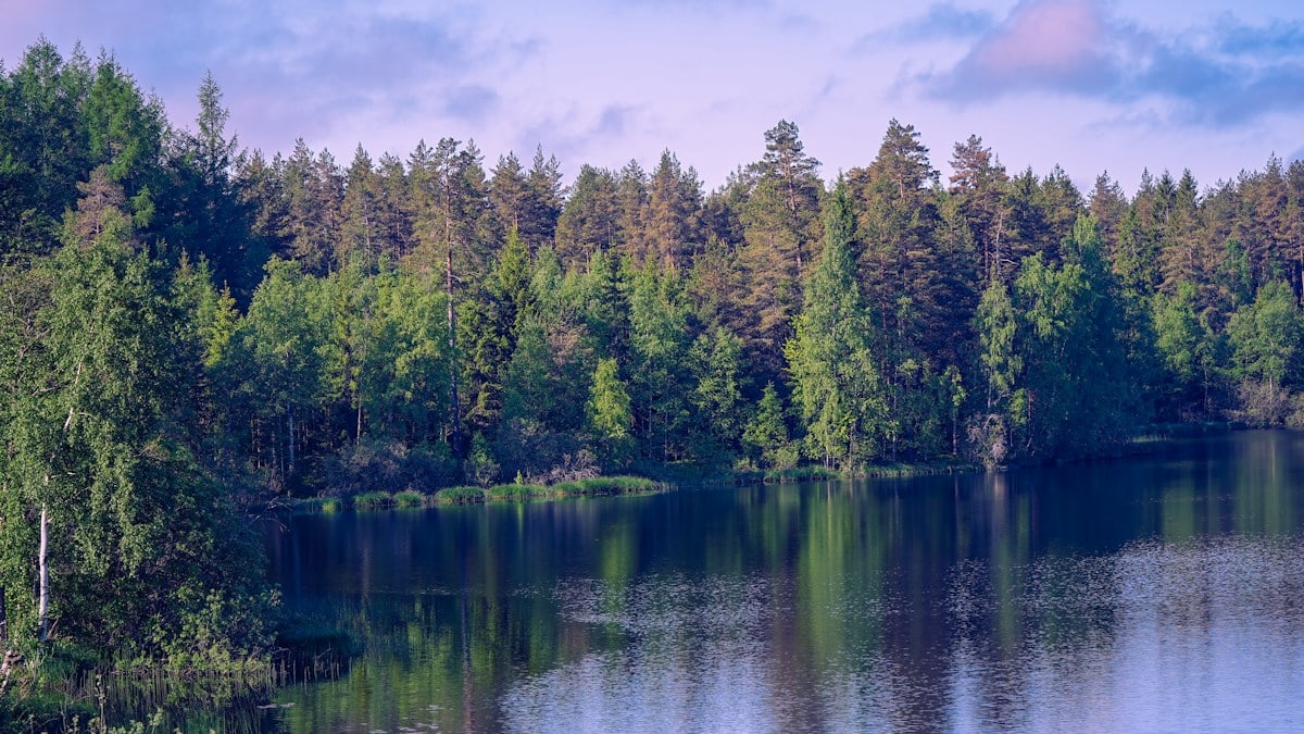 Lush green forest reflected in tranquil lake water